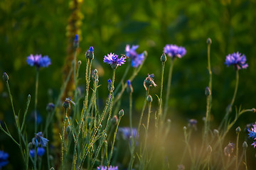 Image showing Cornflowers on meadow as background. 
