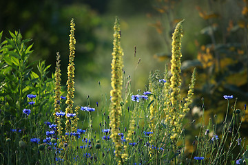 Image showing Cornflowers on meadow as background.