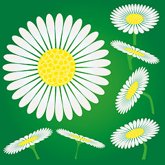 Image showing Set of Chamomile flowers, camomile isolated on green background
