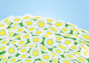 Image showing Green field with chamomile flowers and blue sky