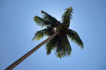 Image showing Palm tree and blue sky