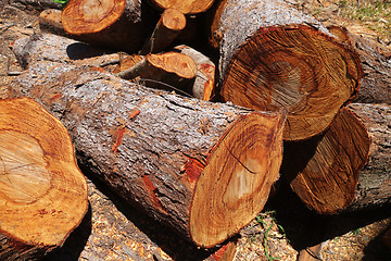 Image showing Pile of cut tree trunks