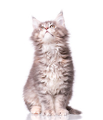 Image showing Maine Coon kitten on white