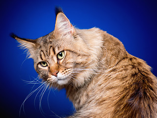 Image showing Portrait of Maine Coon cat