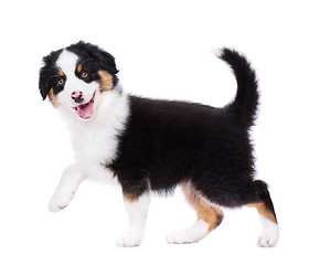 Image showing Australian shepherd puppy