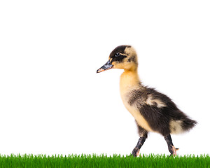 Image showing Cute newborn duckling