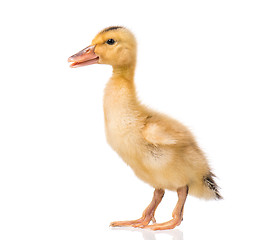 Image showing Cute newborn duckling