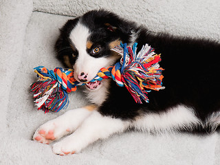 Image showing Australian shepherd puppy