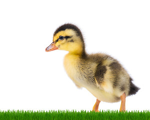 Image showing Cute newborn duckling