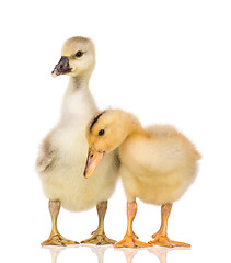 Image showing Cute newborn gosling and duckling