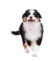 Image showing Australian shepherd puppy