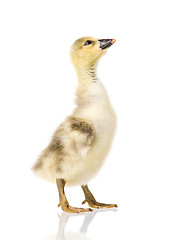 Image showing Cute newborn gosling