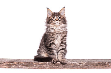 Image showing Maine Coon kitten on white