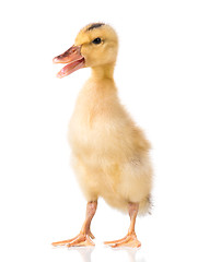 Image showing Cute newborn duckling