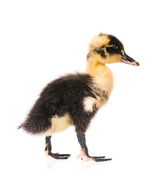 Image showing Cute newborn duckling