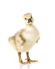 Image showing Cute newborn gosling