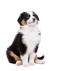 Image showing Australian shepherd puppy