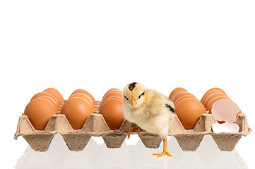 Image showing Cute little newborn chicken