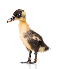 Image showing Cute newborn duckling