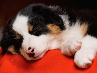 Image showing Australian shepherd puppy