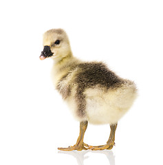 Image showing Cute newborn gosling