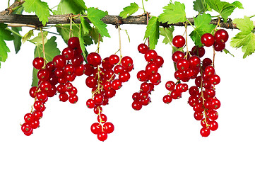 Image showing Ripe red currant