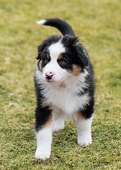 Image showing Australian shepherd puppy