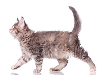 Image showing Maine Coon kitten on white