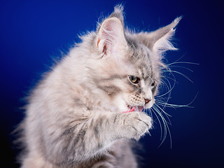 Image showing Maine Coon kitten on blue