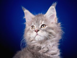 Image showing Maine Coon kitten on blue