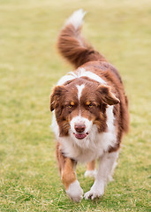 Image showing Australian Shepherd on meadow