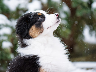 Image showing Australian shepherd puppy