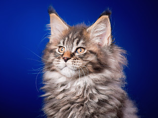 Image showing Maine Coon kitten on blue