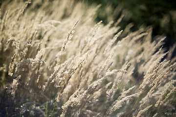 Image showing Grass in autumn forest