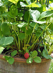 Image showing Strawberry plant with fruit in pot