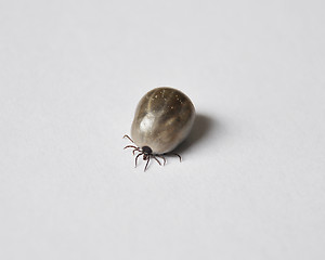 Image showing Engorged castor bean tick 