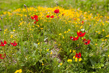 Image showing Spring flower meadow