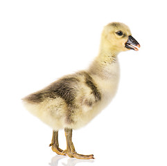 Image showing Cute newborn gosling