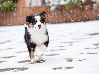 Image showing Australian shepherd puppy