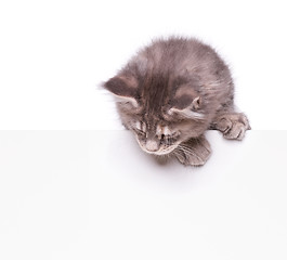 Image showing Maine Coon kitten with blank