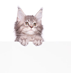 Image showing Maine Coon kitten with blank