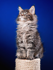 Image showing Maine Coon kitten on blue