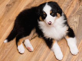 Image showing Australian shepherd puppy