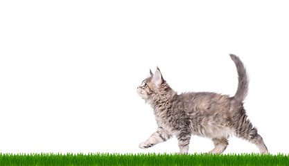 Image showing Maine Coon kitten in grass