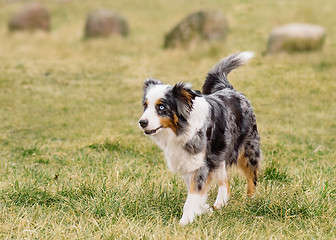 Image showing Australian Shepherd on meadow