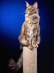 Image showing Portrait of Maine Coon cat