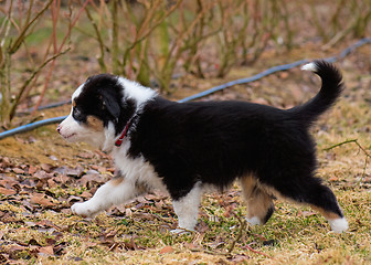 Image showing Australian shepherd puppy