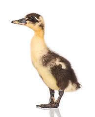 Image showing Cute newborn duckling