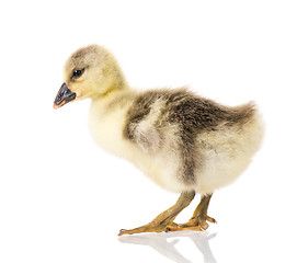 Image showing Cute newborn gosling