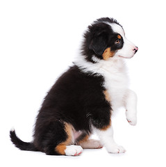 Image showing Australian shepherd puppy